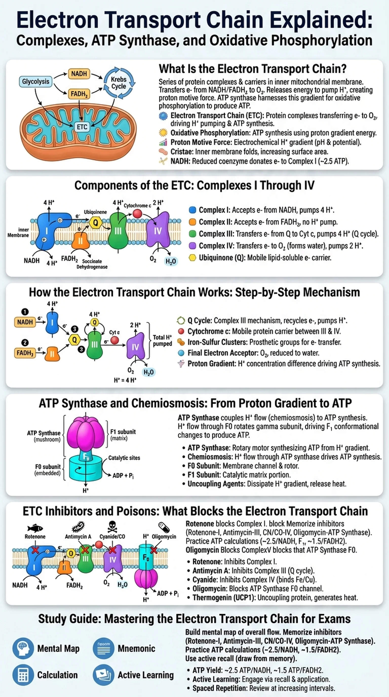 Electron transport chain explained diagram showing Complexes I through IV, ATP synthase, and the flow of electrons during oxidative phosphorylation